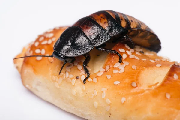 Madagascar hissing cockroach on white background — Stock Photo, Image