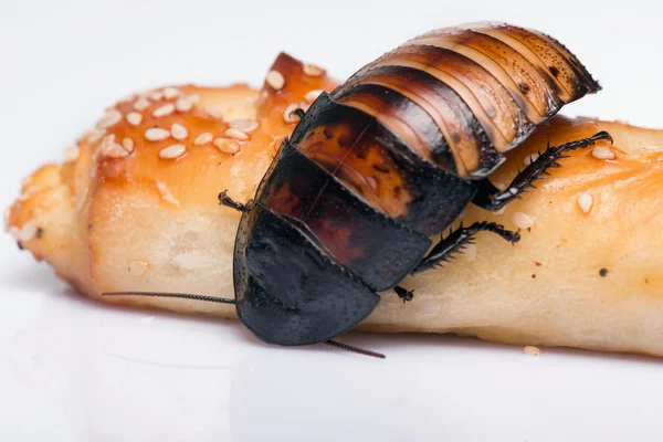 Madagascar silbando cucaracha sobre fondo blanco — Foto de Stock