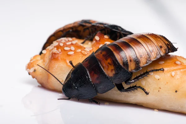 Madagascar hissing cockroach on white background — Stock Photo, Image