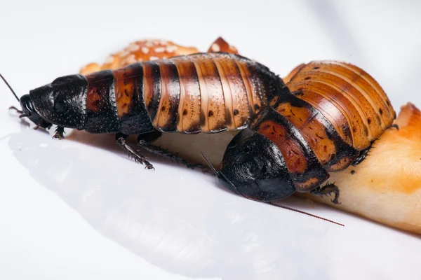 Madagaskar Sissende kakkerlak op witte achtergrond — Stockfoto