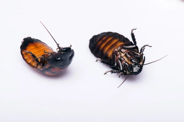Madagaskar Sissende kakkerlak op witte achtergrond — Stockfoto