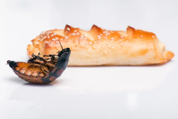 Madagaskar zischende Kakerlake auf weißem Hintergrund — Stockfoto