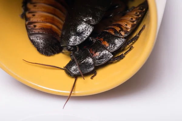 Madagascar sibilante scarafaggio su sfondo bianco — Foto Stock