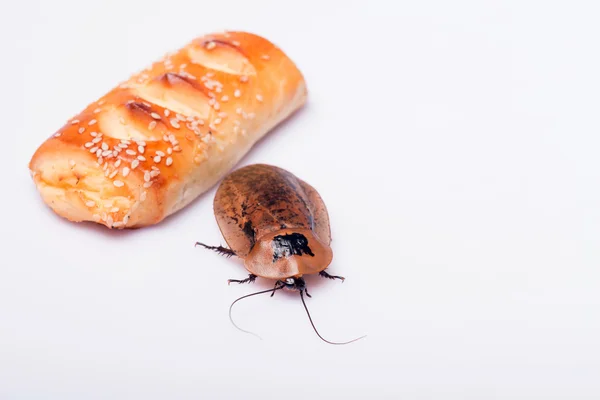 Madagascar hissing cockroach on white background — Stock Photo, Image