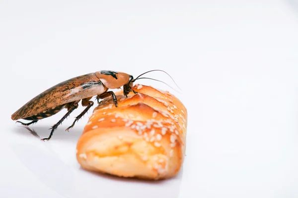 Madagascar hissing cockroach on white background — Stock Photo, Image