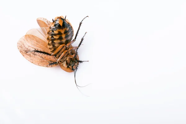 Madagascar hissing cockroach on white background — Stock Photo, Image