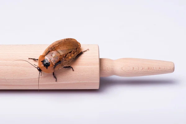 Madagascar hissing cockroach on white background — Stock Photo, Image