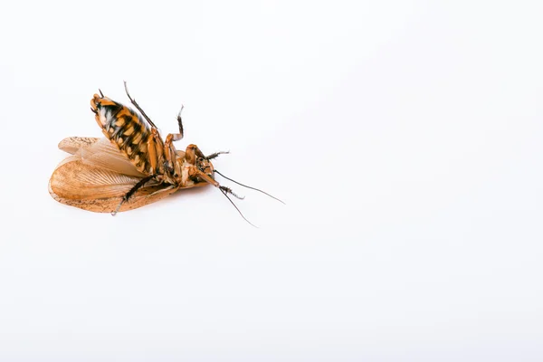 Madagaskar zischende Kakerlake auf weißem Hintergrund — Stockfoto