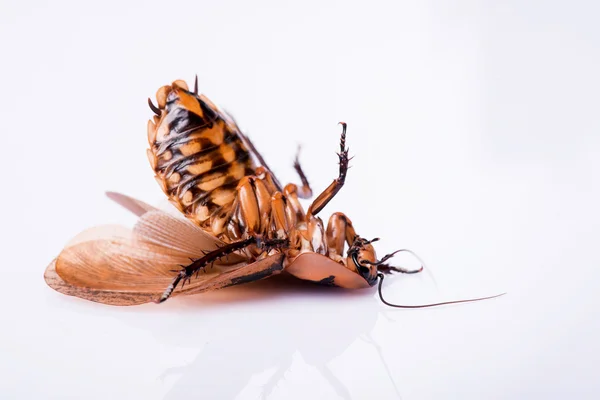 Мадагаскарский шипящий таракан на белом фоне — стоковое фото