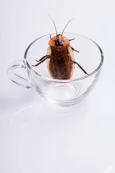 Madagascar hissing cockroach on white background — Stock Photo, Image