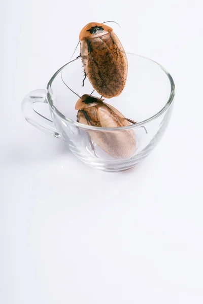 Мадагаскарский шипящий таракан на белом фоне — стоковое фото
