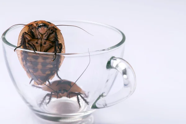 Madagaskar väsande kackerlacka på vit bakgrund — Stockfoto