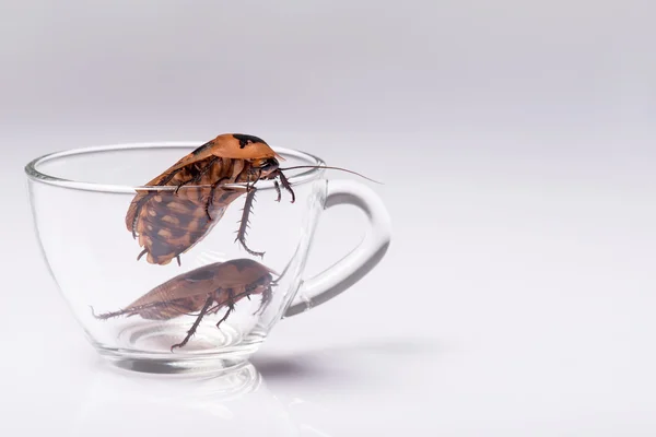 Madagascar hissing cockroach on white background — Stock Photo, Image