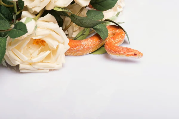 Reptiler på vit bakgrund — Stockfoto
