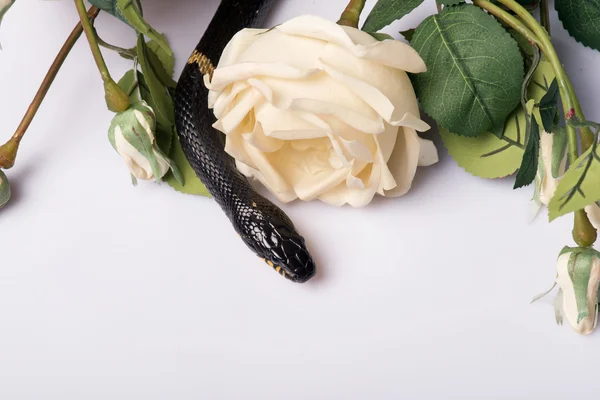 Reptiles sobre fondo blanco — Foto de Stock