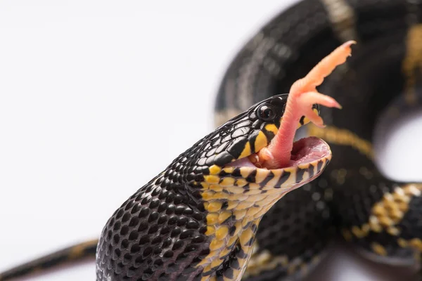 Reptiles sobre fondo blanco —  Fotos de Stock