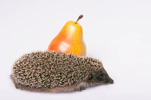 Igel auf weißem Hintergrund — Stockfoto