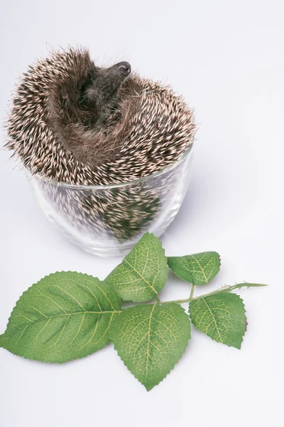 Igel auf weißem Hintergrund — Stockfoto