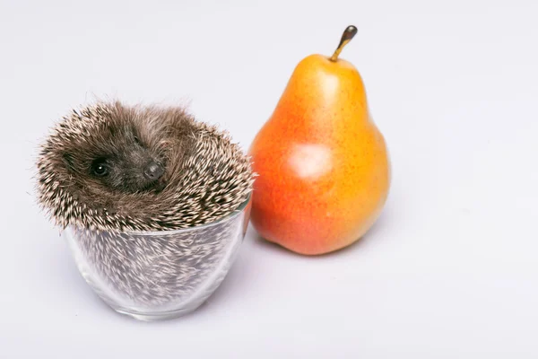 Hedgehog on white background — Stock Photo, Image