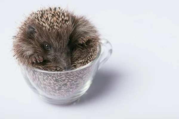 Igel auf weißem Hintergrund — Stockfoto