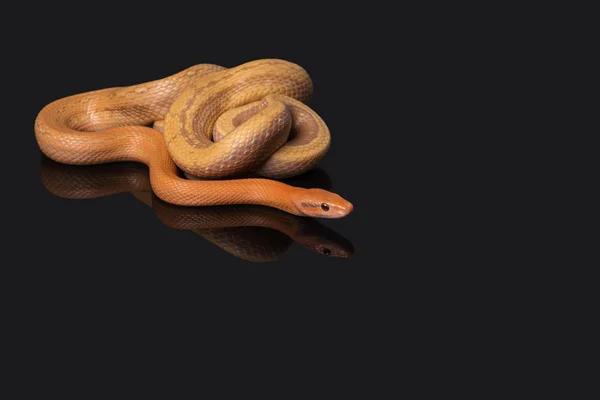 Yellow Rat Snake på svart bakgrund — Stockfoto