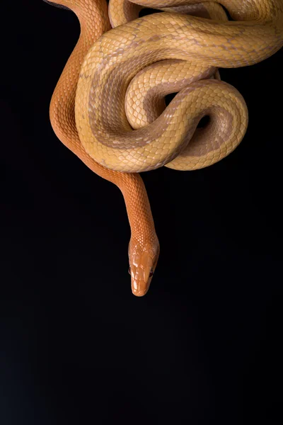 Serpiente de rata amarilla sobre fondo negro — Foto de Stock