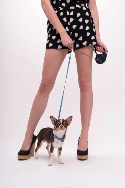 Chica en estilo retro con perro — Foto de Stock