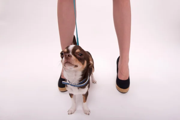 Girl with Chihuahua dog — Stock Photo, Image