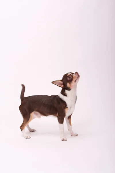 Adorabile cucciolo Chihuahua su sfondo bianco — Foto Stock