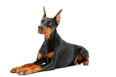 Beyaz izole arka plan üzerinde yalan köpek.