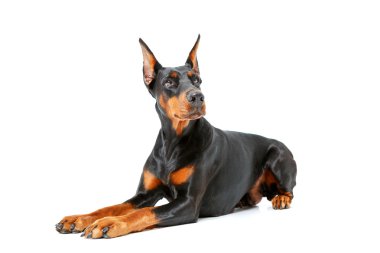 Beyaz izole arka plan üzerinde yalan köpek.