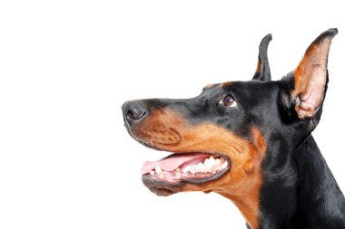 Dobermann pinscher yan kapatmak