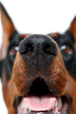 Namlu doberman pinscher tarafından yakın çekim