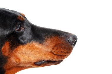 Close up of muzzle by dog clipart