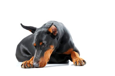Üzülmüş dobermann pinscher yalan