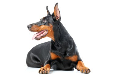 Oynak dobermann pinscher izole beyaz arka plan üzerinde yalan