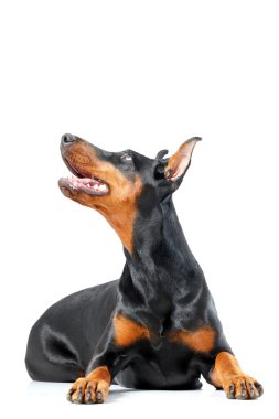 Oynak dobermann pinscher izole beyaz arka plan üzerinde yalan