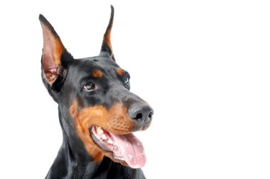 Dobermann pinscher açık ağızlı portresi