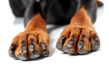 Close up of front legs by dog. clipart