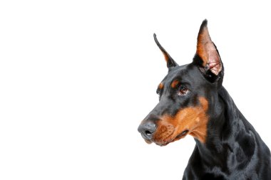 Dobermann pinscher portresi