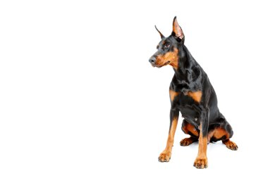 Dobermann pinscher beyaz izole arka plan üzerinde oturan