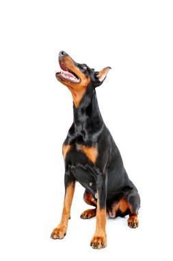 Doberman pinscher beyaz izole arka plan üzerinde oturan