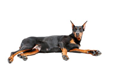 Doberman pinscher izole beyaz arka plan üzerinde yalan