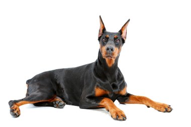 Doberman pinscher önemli bakışla yalan