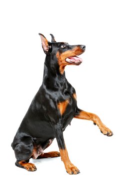 Doberman pinscher onun pençe vererek oturan