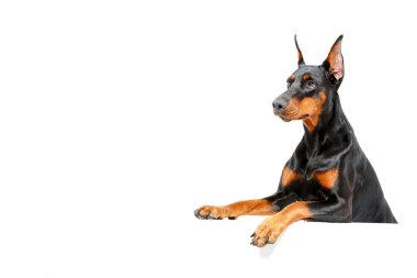 Dobermann pinscher peering out