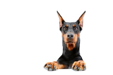 Doberman pinscher arkasından ortaya çıkan