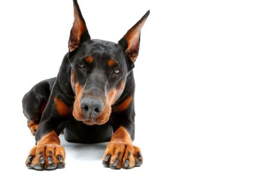 Yalancı doberman pinscher portresi