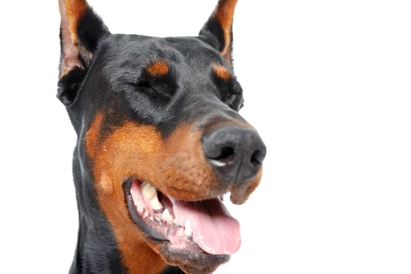 目を閉じる広告犬 — ストック写真