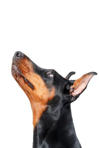 Dobermann Pinscher mirando hacia arriba —  Fotos de Stock